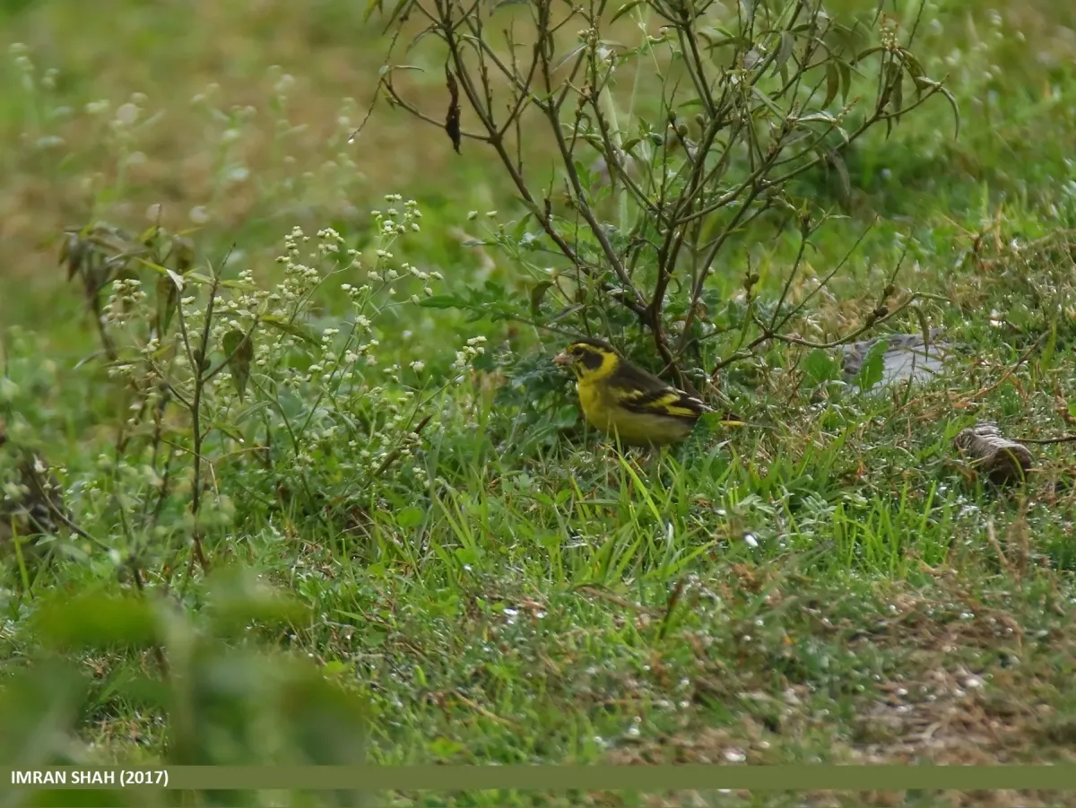 File:Yellow-breasted Greenfinch (Chloris spinoides) (32548259911).jpg