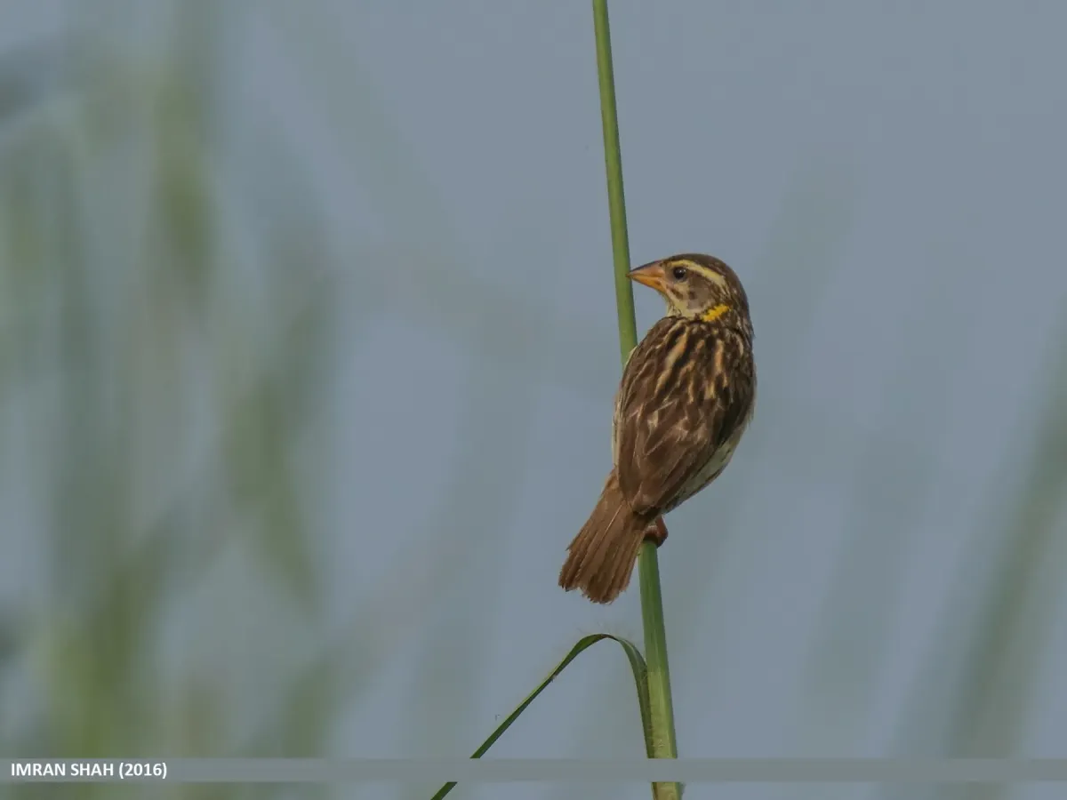 File:Black-breasted Weaver (Ploceus benghalensis) (31441763654).jpg