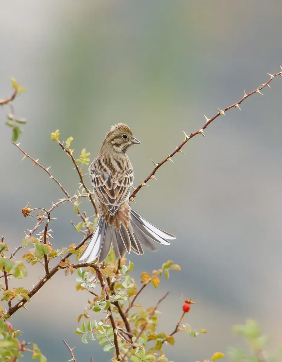 File:Pine Bunting (Emberiza leucocephalos) (51339017837).jpg