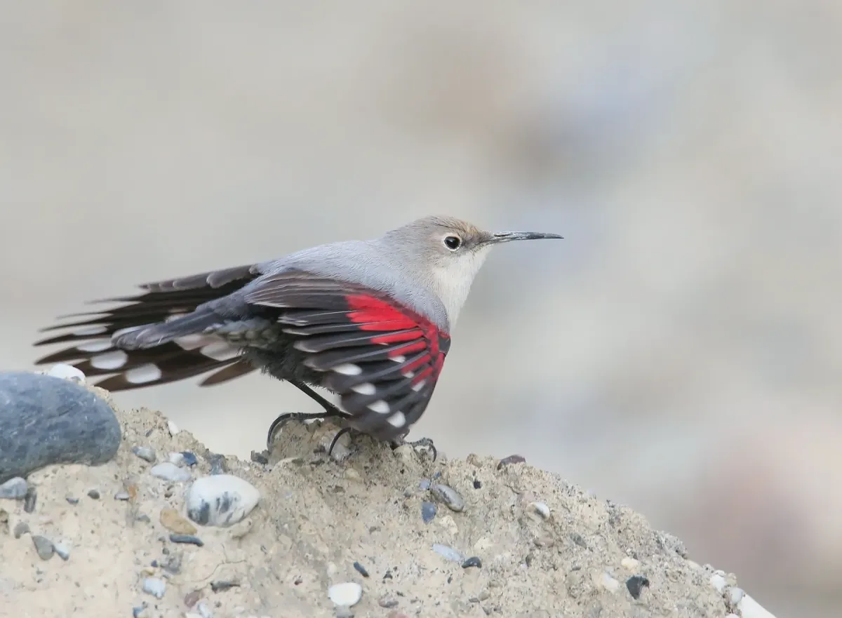 File:Wallcreeper (Tichodroma muraria) (51181111456).jpg