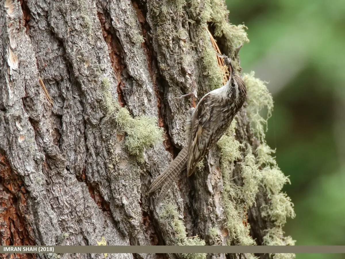 File:Bar-tailed Tree-creeper (Certhia himalayana) (49061303192).jpg