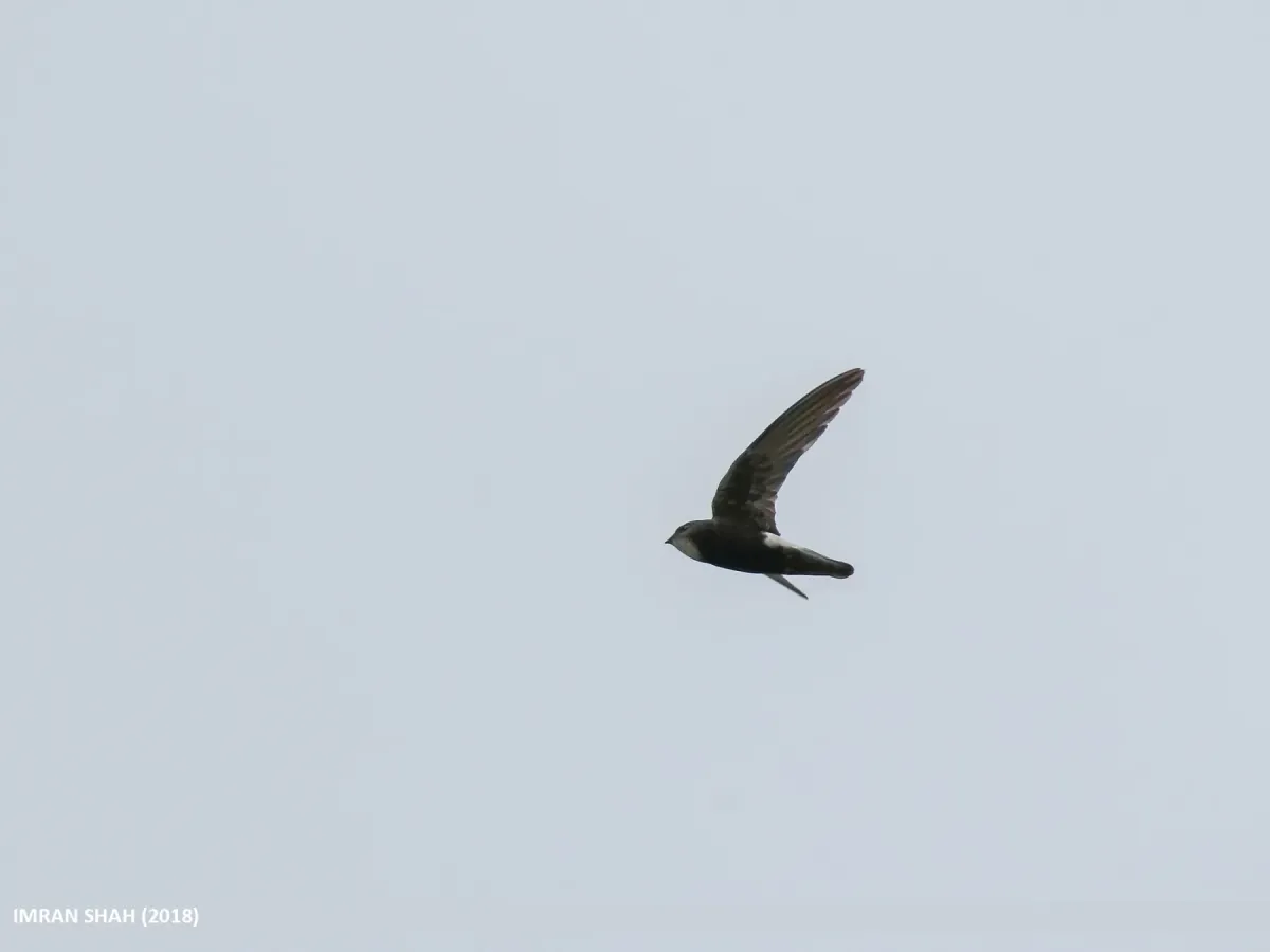 File:Little Swift (Apus affinis) (49049308537).jpg