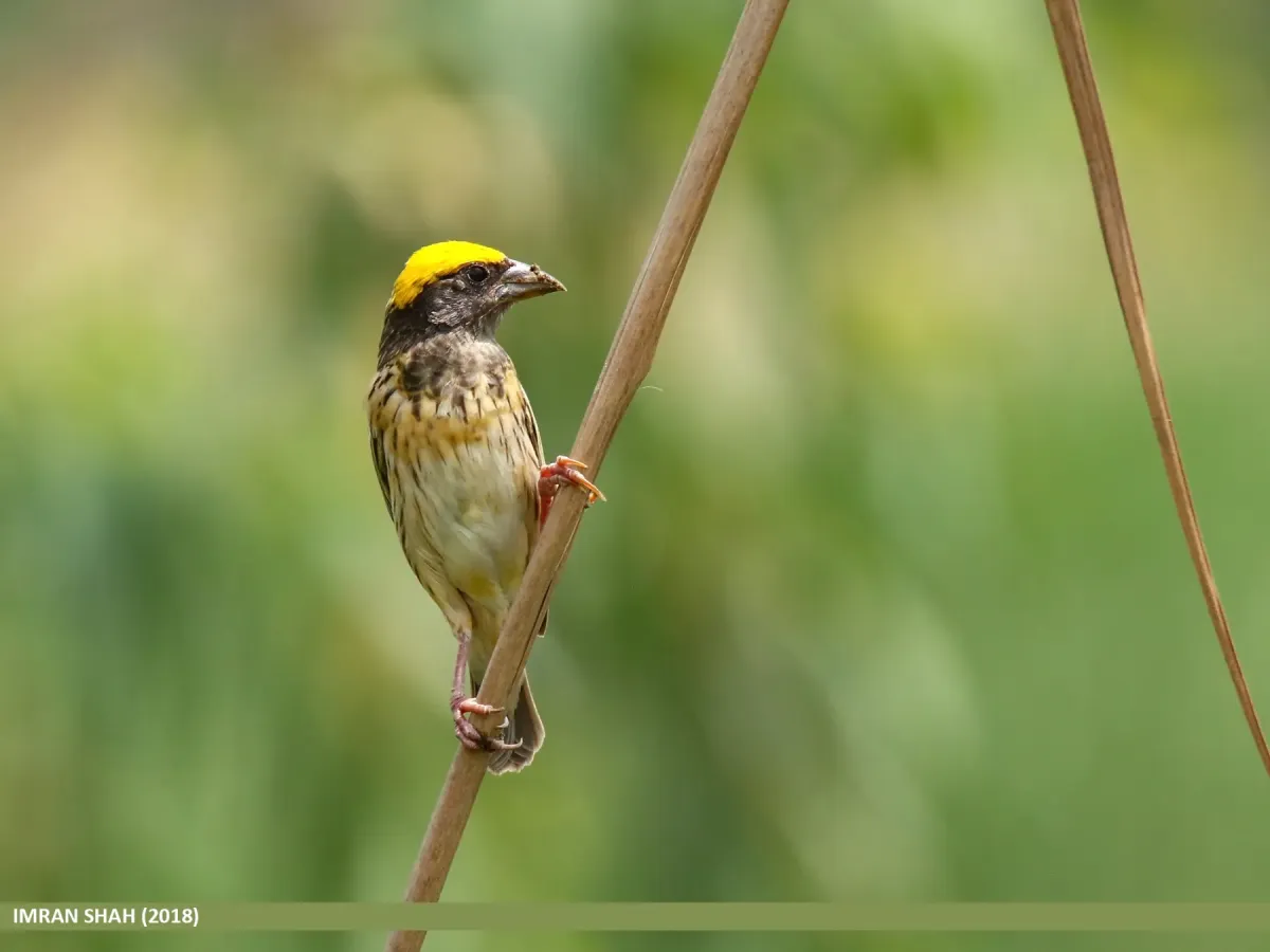 File:Black-breasted Weaver (Ploceus benghalensis) (48943066377).jpg