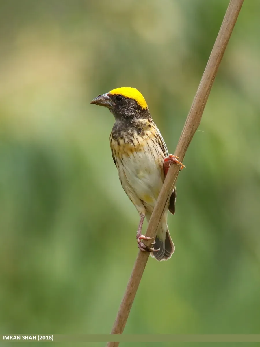 File:Black-breasted Weaver (Ploceus benghalensis) (49178429087).jpg
