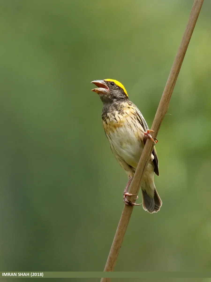 File:Black-breasted Weaver (Ploceus benghalensis) (29223851338).jpg