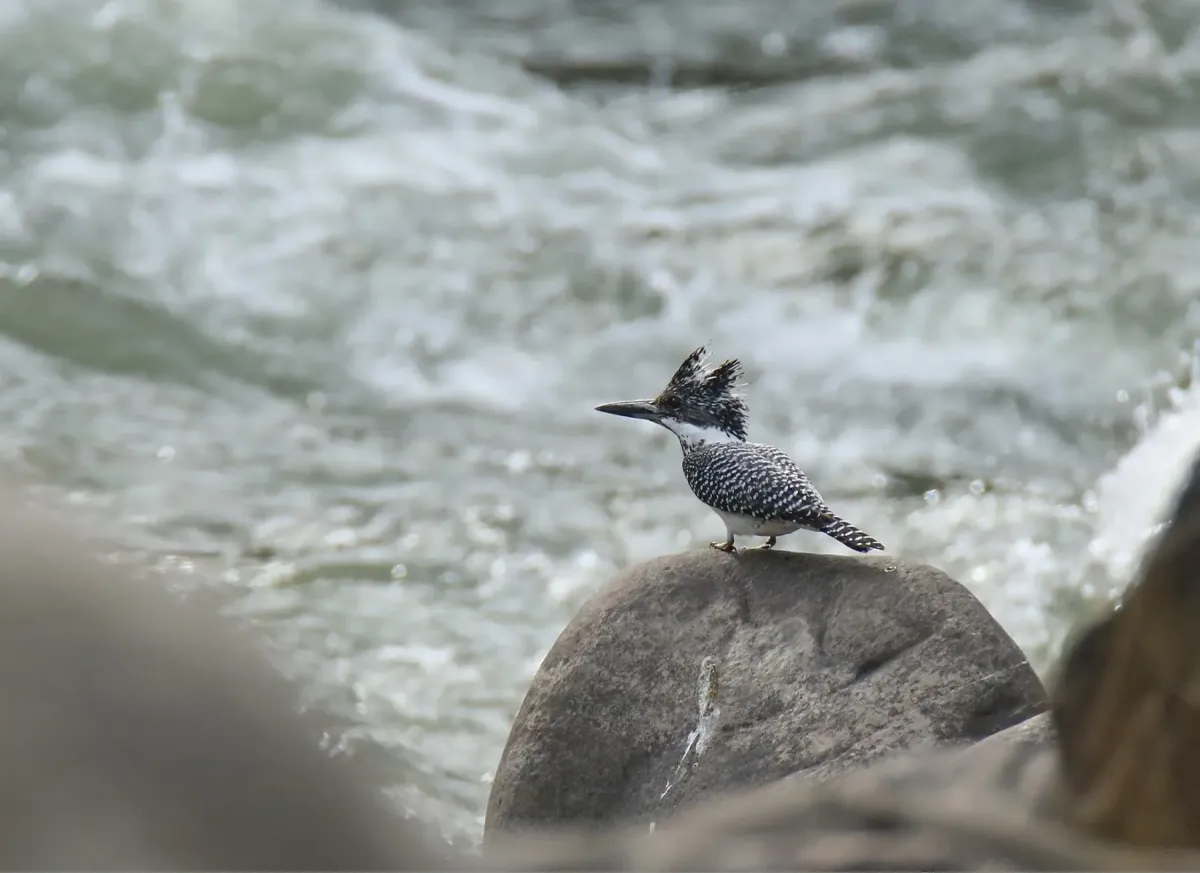 File:Crested Kingfisher (Megaceryle lugubris) (43046205232).jpg