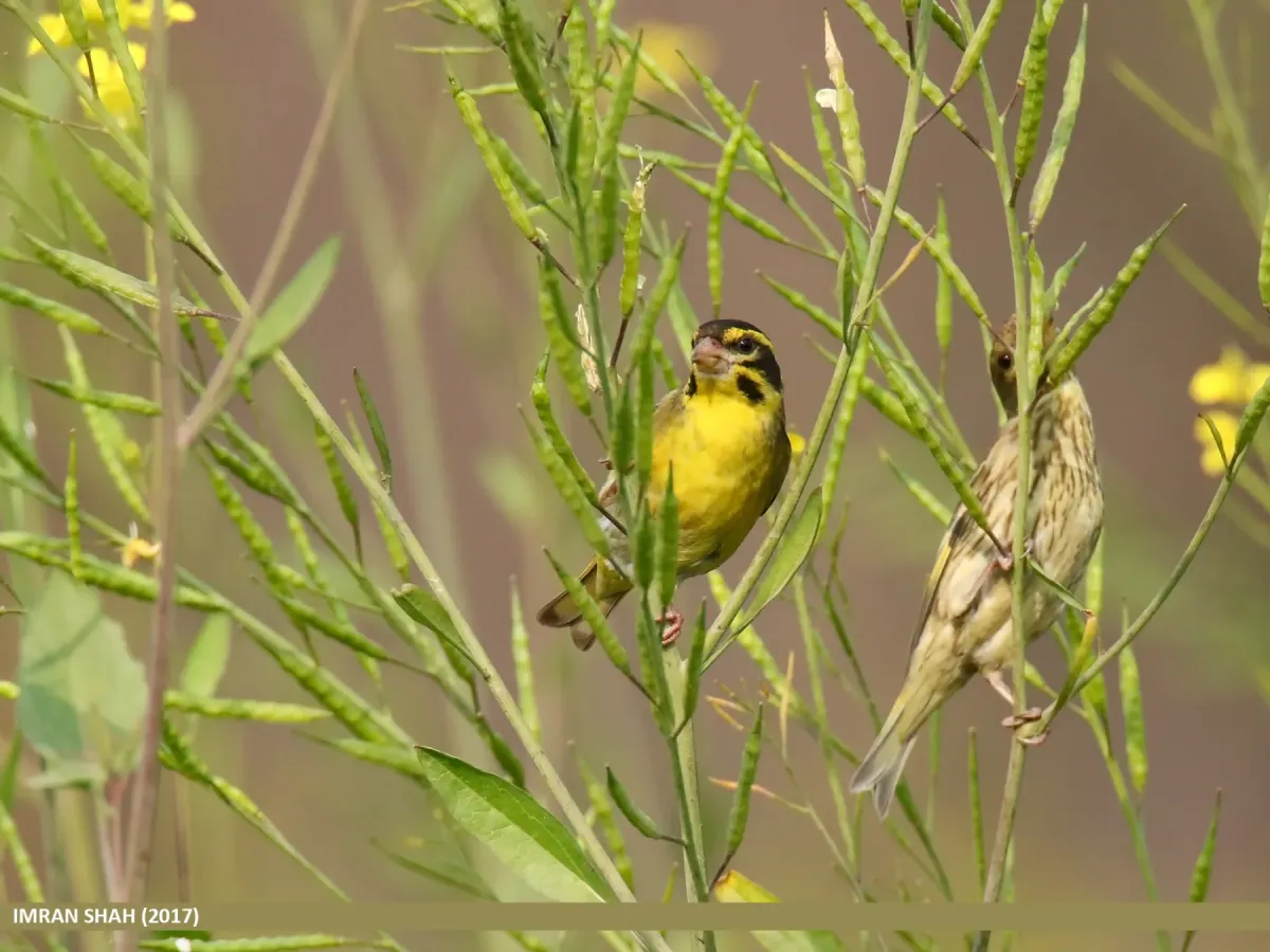 File:Yellow-breasted Greenfinch (Chloris spinoides) (27345961587).jpg