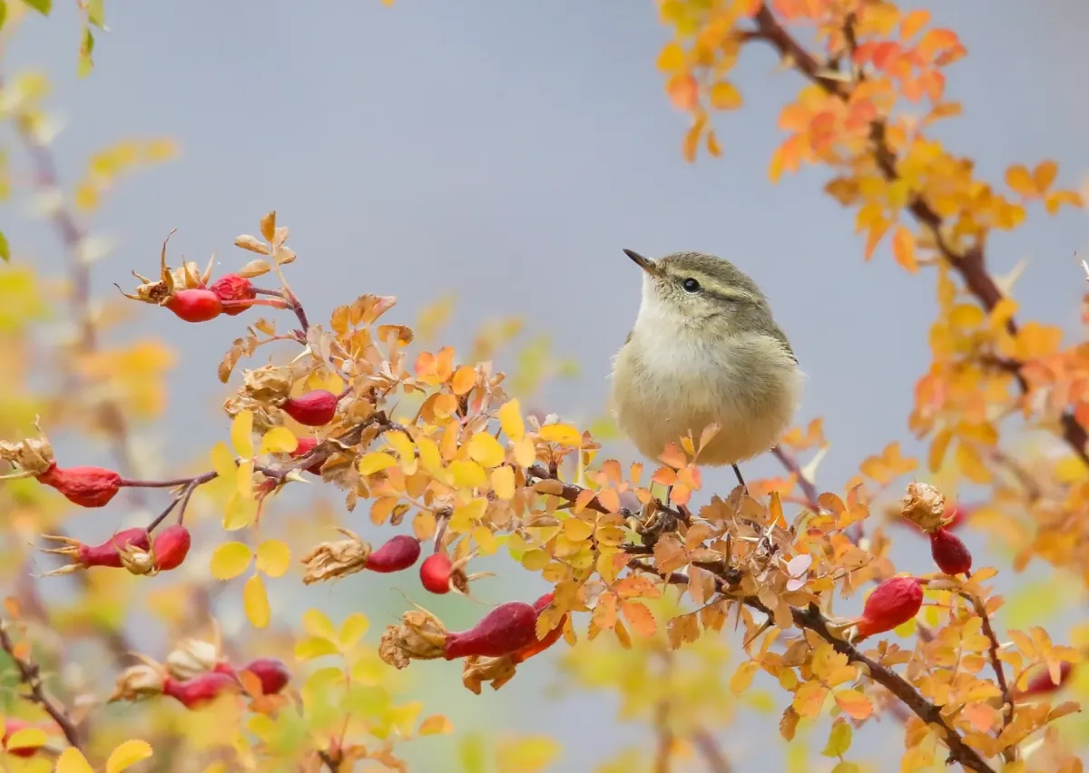 File:Hume's Warbler (Phylloscopus humei) (50405236648).jpg