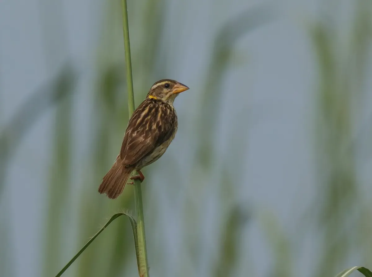 File:Black-breasted Weaver (Ploceus benghalensis) (30254925552).jpg