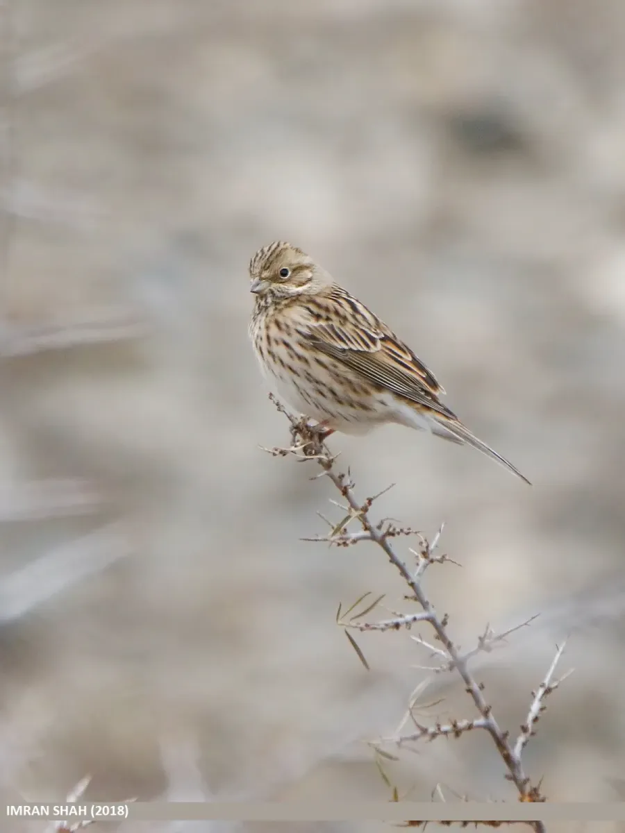 File:Pine Bunting (Emberiza leucocephalos) (49304793183).jpg