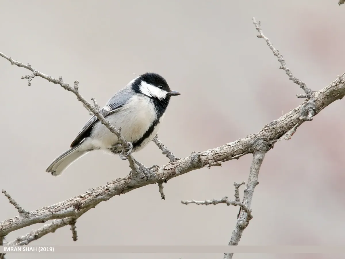 File:Cinereous Tit (Parus cinereus) (49271177021).jpg