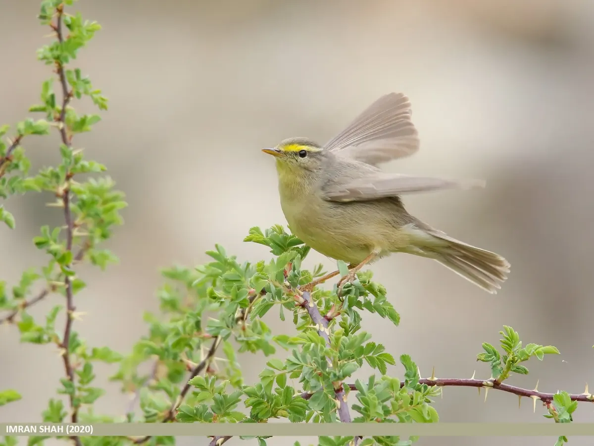 File:Sulphur-bellied Warbler (Phylloscopus griseolus) (49834575386).jpg