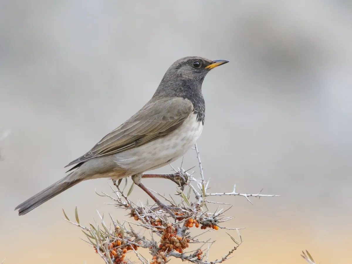 File:Black-throated Thrush (Turdus atrogularis) (51101748886).jpg