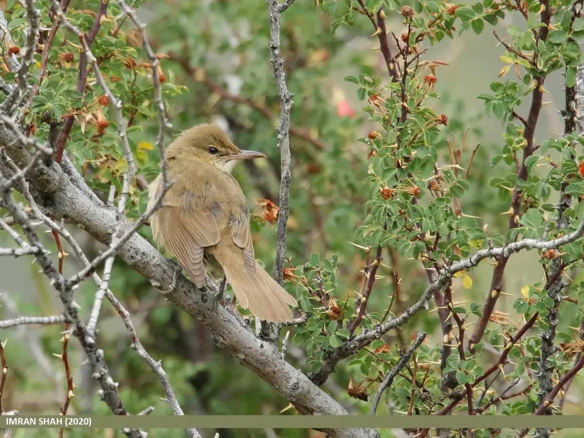 File:Clamorous Reed Warbler (Acrocephalus stentoreus) (50788939766).jpg