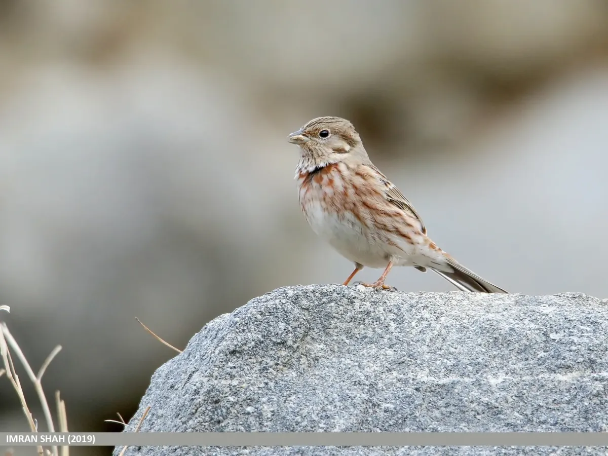 File:Pine Bunting (Emberiza leucocephalos) (50691639308).jpg
