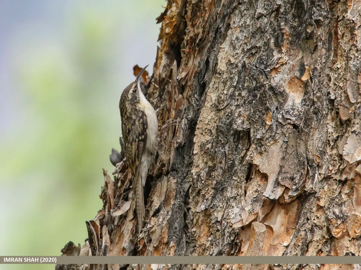 File:Bar-tailed Tree-creeper (Certhia himalayana) (50615085536).jpg