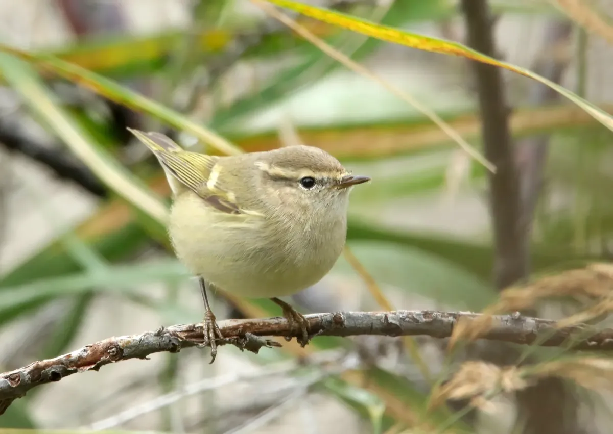 File:Hume's Warbler (Phylloscopus humei) (50584126233).jpg
