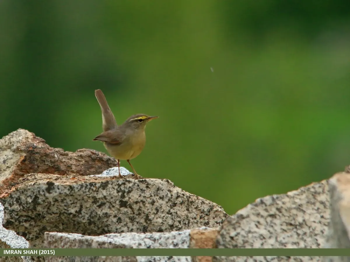 File:Sulphur-bellied Warbler (Phylloscopus griseolus) (19860253542).jpg