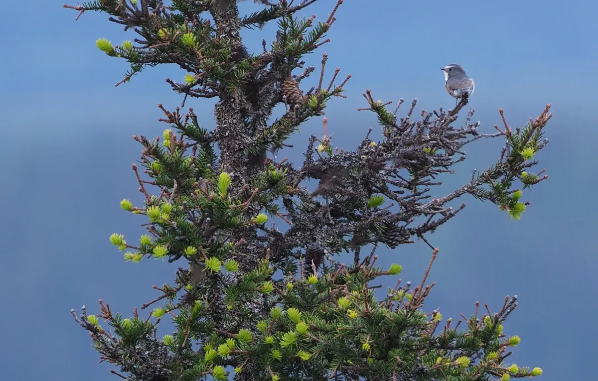 File:Red-flanked Bluetail (Tarsiger cyanurus), Ruka, Kuusamo, Finland (41093752850).jpg