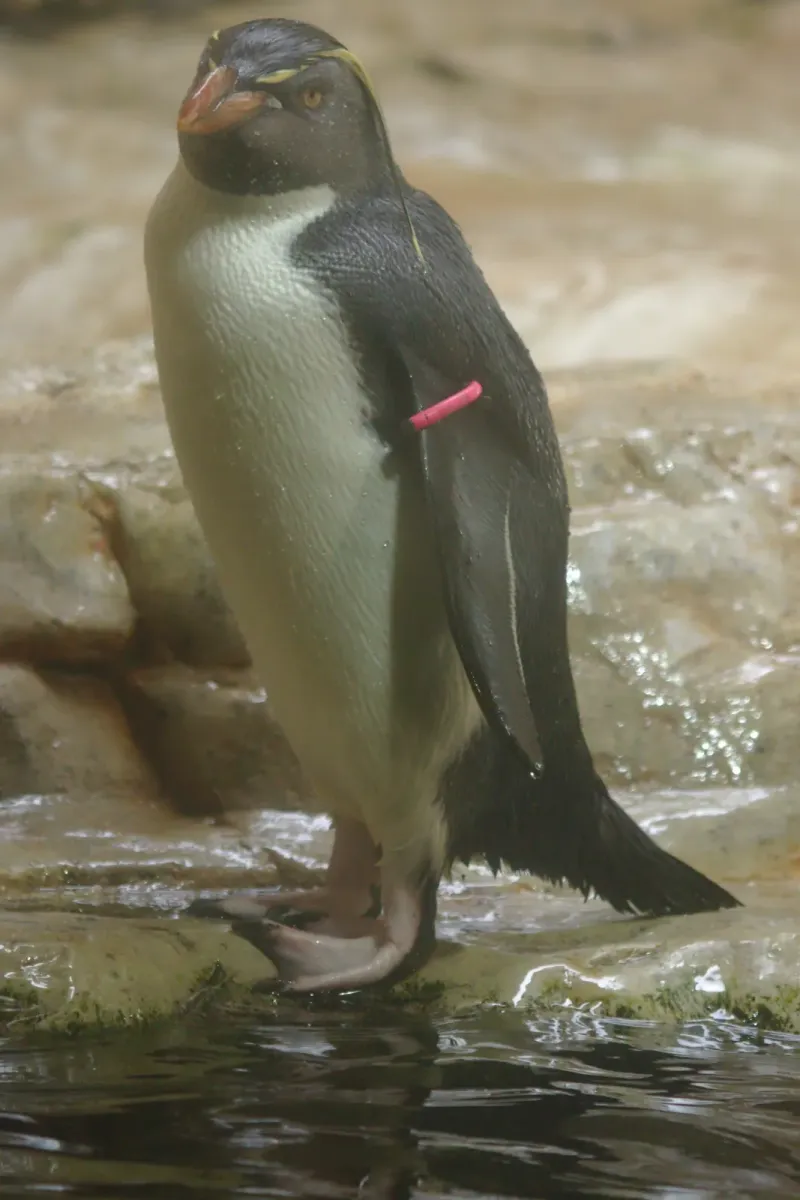 File:2018-05-10 AT Wien 13 Hietzing, Tiergarten Schönbrunn, Eudyptes moseleyi (46826393285).jpg