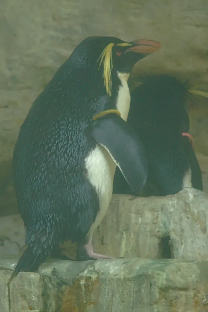 File:2018-05-10 AT Wien 13 Hietzing, Tiergarten Schönbrunn, Eudyptes moseleyi (47734916001).jpg