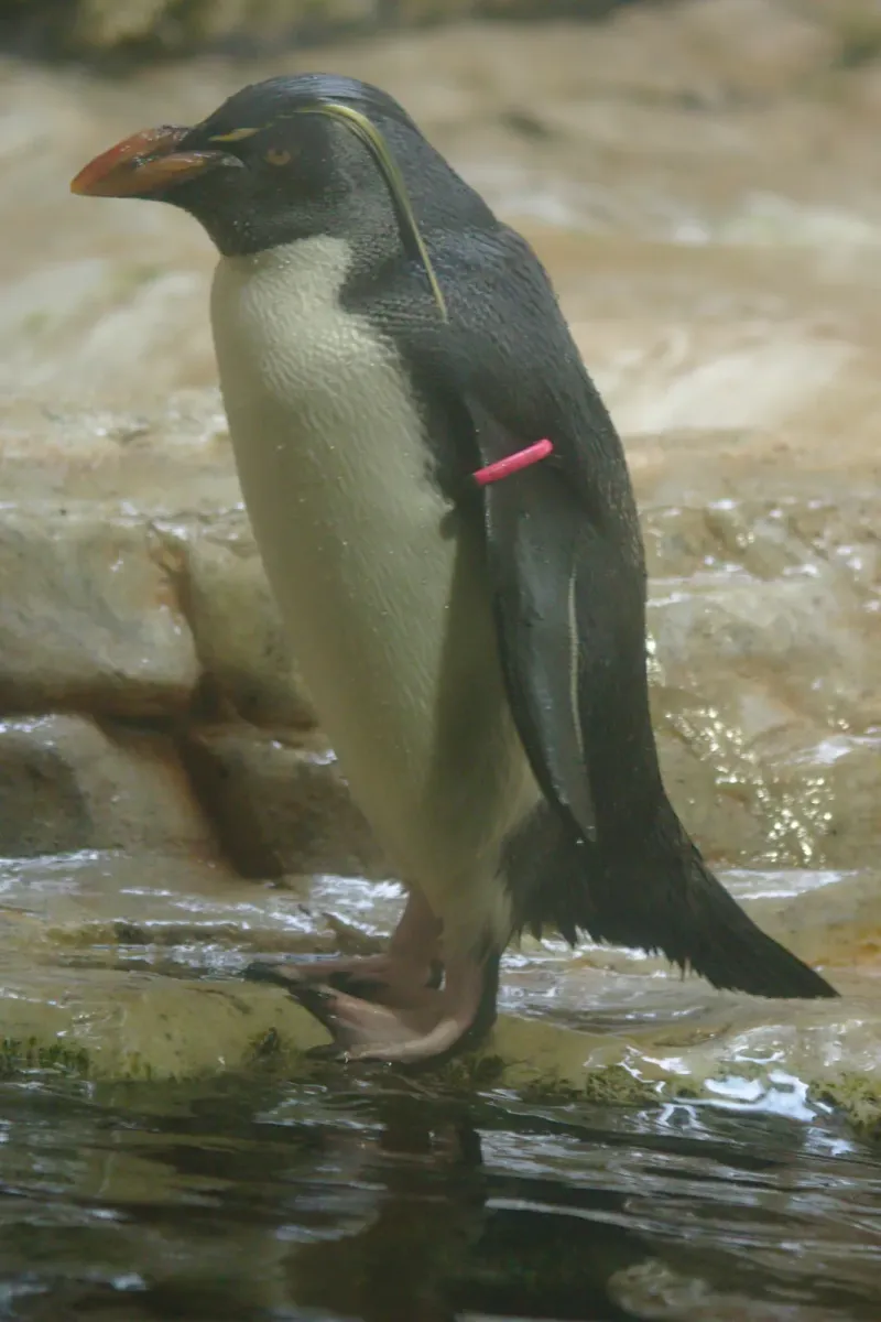 File:2018-05-10 AT Wien 13 Hietzing, Tiergarten Schönbrunn, Eudyptes moseleyi (32791493837).jpg