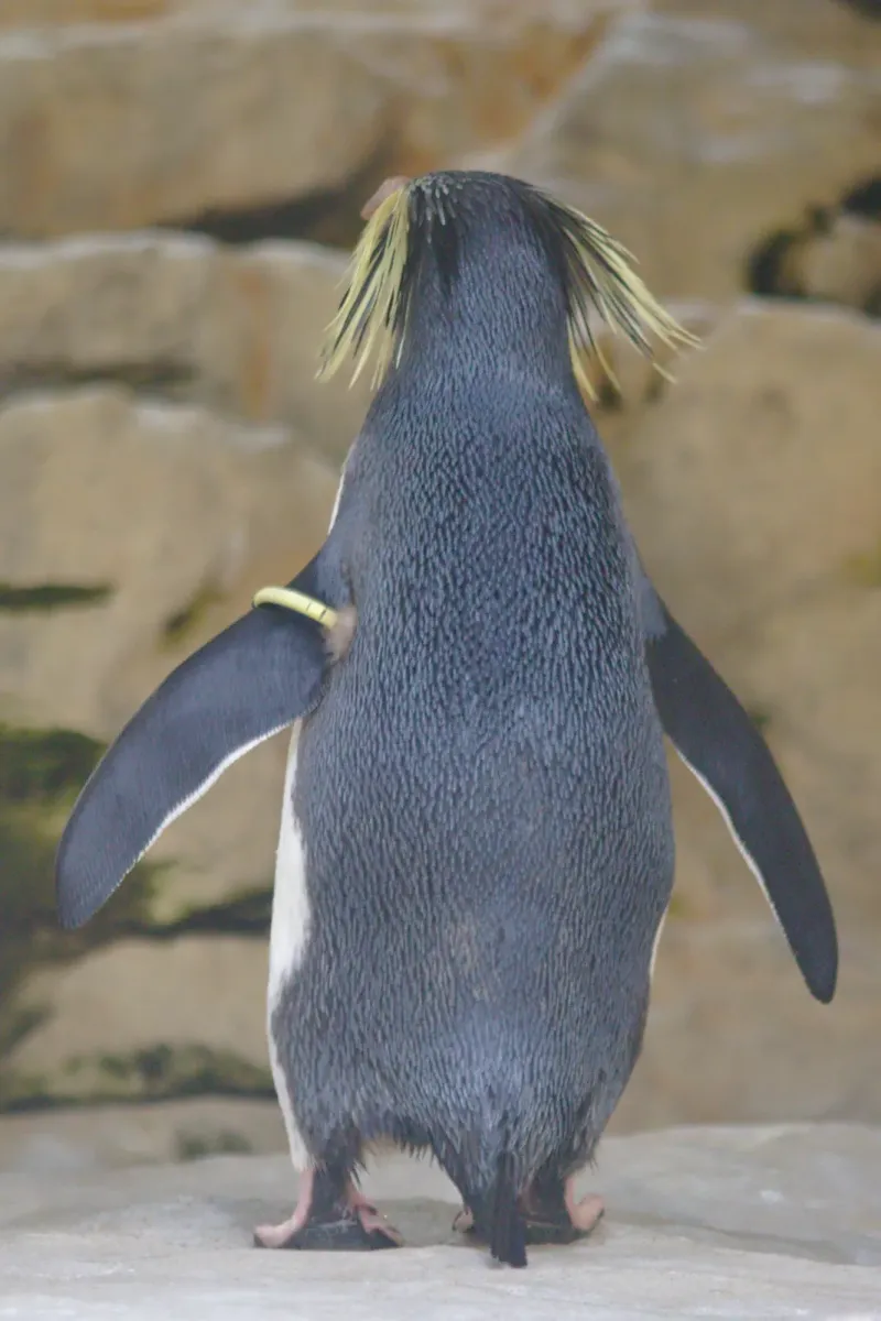 File:2017-07-02 AT Wien 13 Hietzing, Tiergarten Schönbrunn, Eudyptes moseleyi (49773235083).jpg