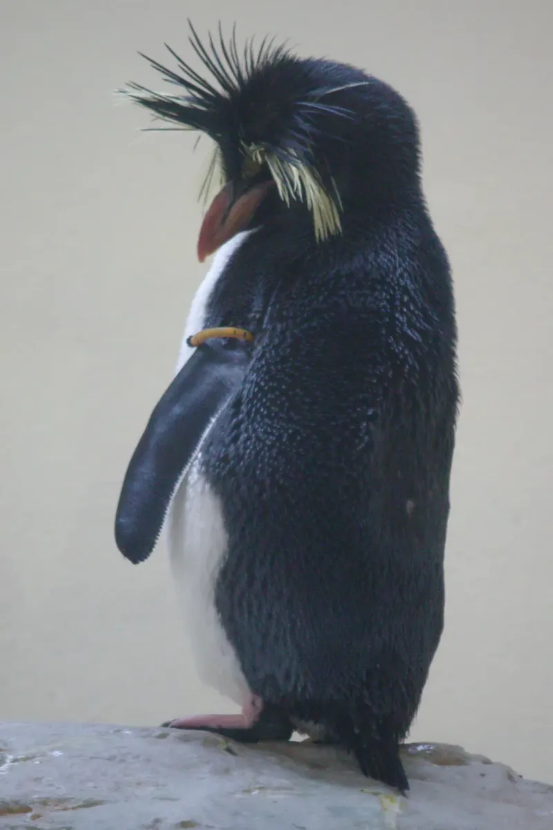 File:2017-07-02 AT Wien 13 Hietzing, Tiergarten Schönbrunn, Eudyptes moseleyi (49773766901).jpg