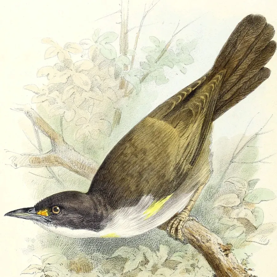 File:Calyptophilus frugivorus The Birds of Haiti and San Domingo (1885) (20384595265).jpg