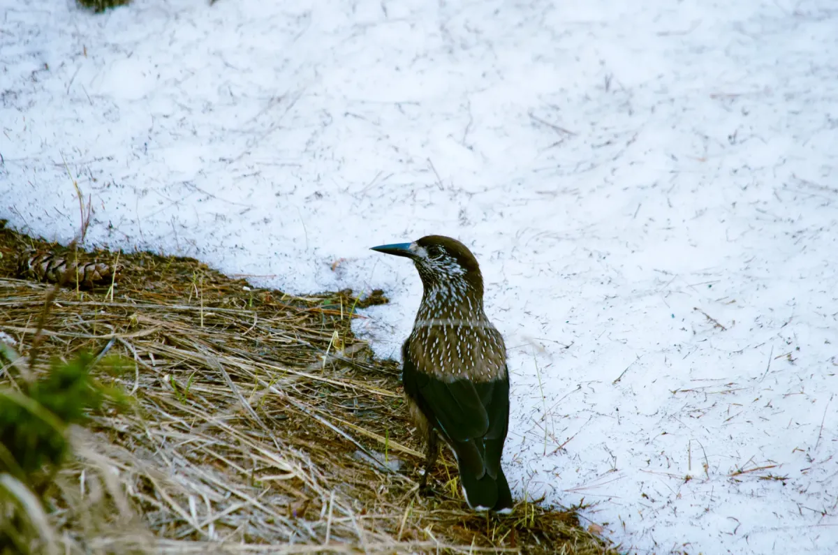 File:Nucifraga caryocatactes, Vihren, Pirin Mts, Bulgaria 1.jpg