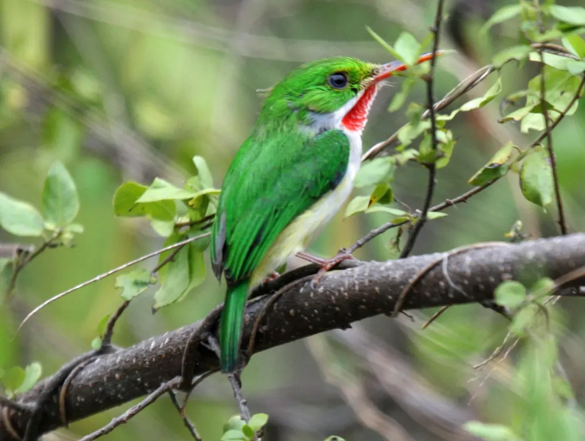 File:Puerto Rican Tody (Todus mexicanus) RWD.jpg