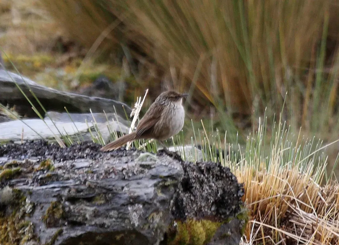 File:Asthenes wyatti Peru 2.jpg