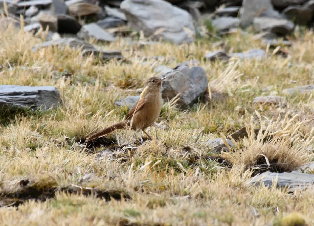 File:Asthenes wyatti Peru 3.jpg