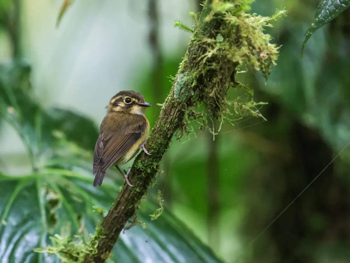 File:Platyrinchus mystaceus albogularis - White-throated Spadebill.jpg