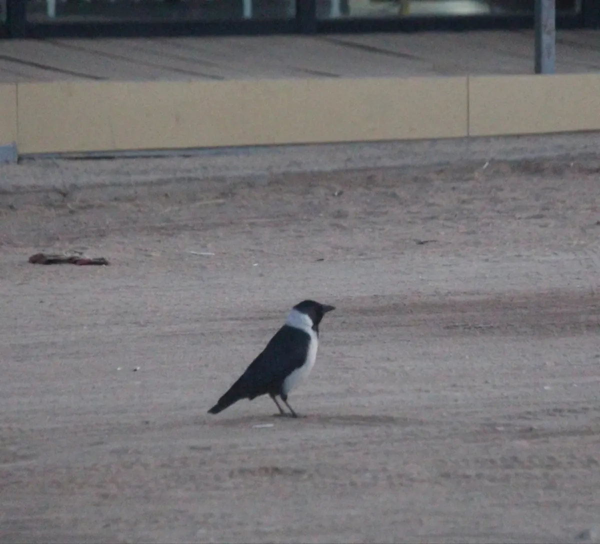 File:Coloeus dauuricus, Olkhon Island, Irkutsksaya Oblast, Russia 1.jpg