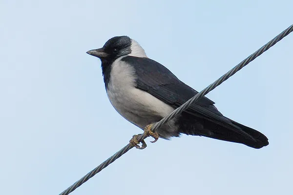 File:Coloeus dauuricus, adult, Seosan, South Korea 1.jpg