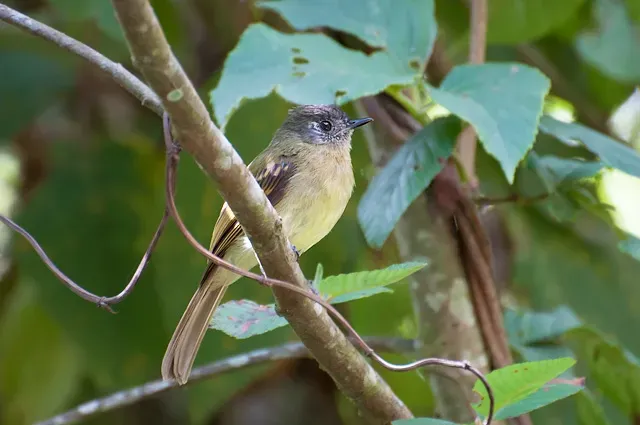 File:Leptopogon superciliaris albidiventer - White-bellied Flycatcher.jpg