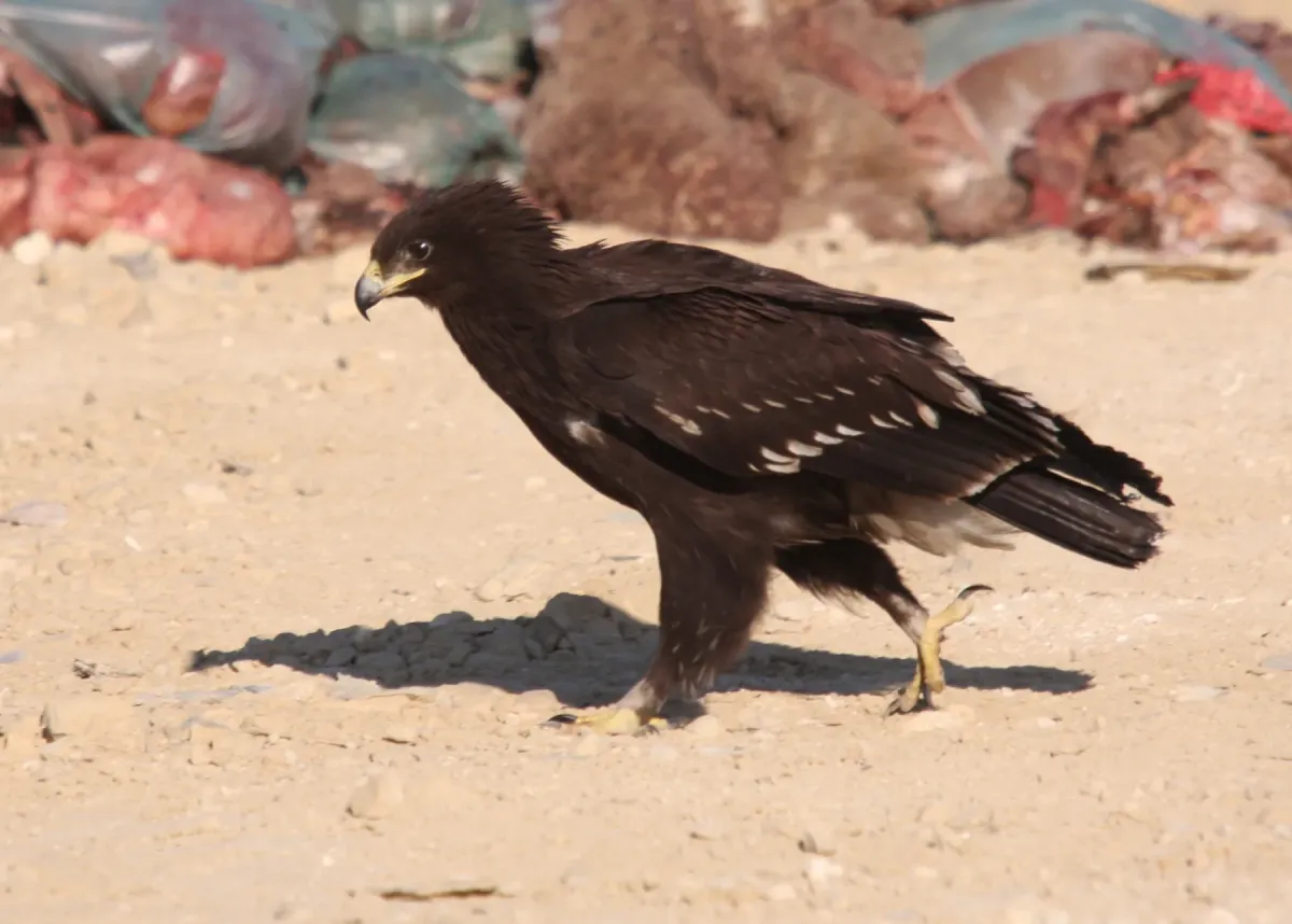 File:Clanga clanga 91594689.jpg