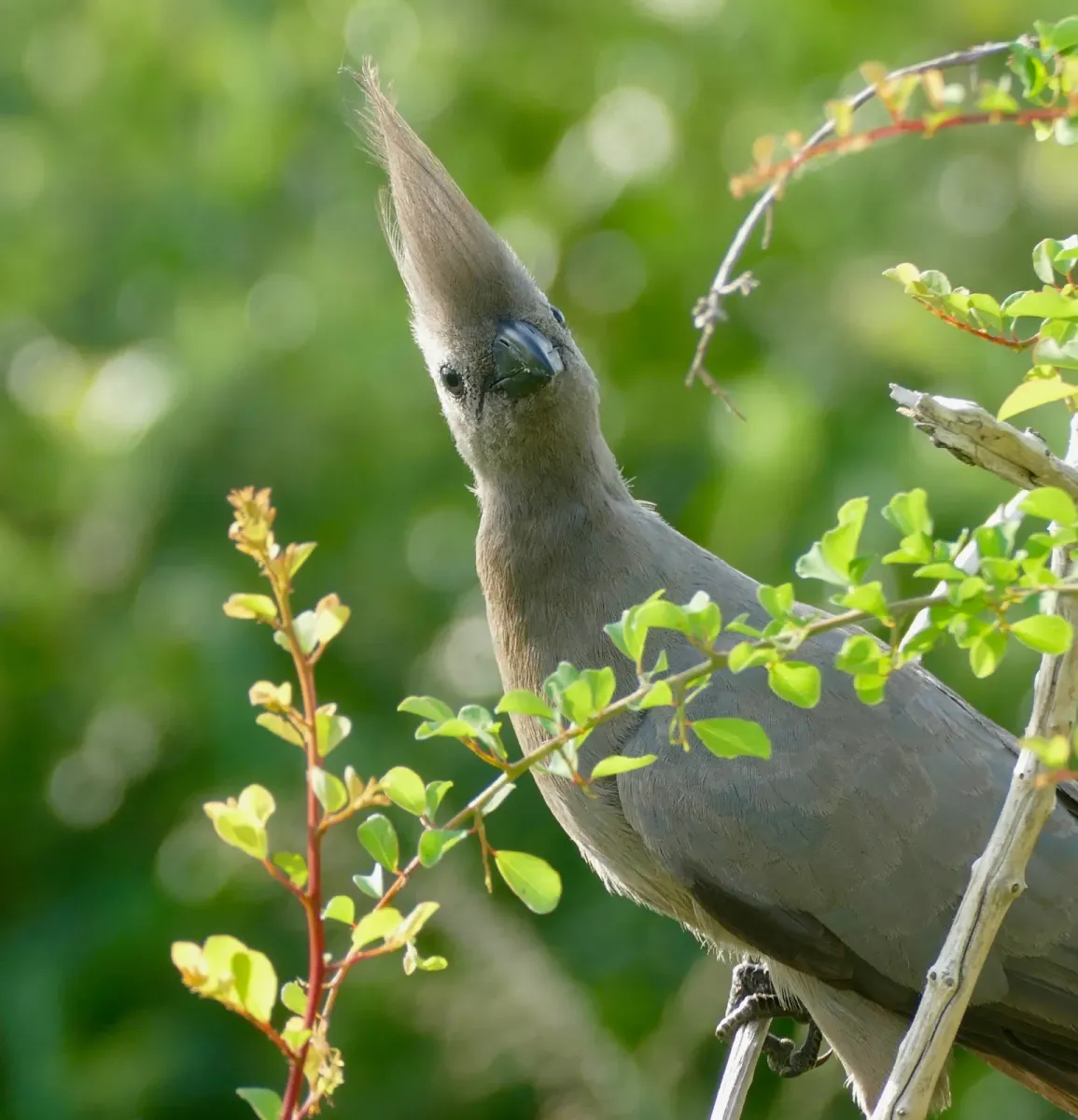 File:Grey Go-away-bird (Crinifer concolor) (47417876721).jpg