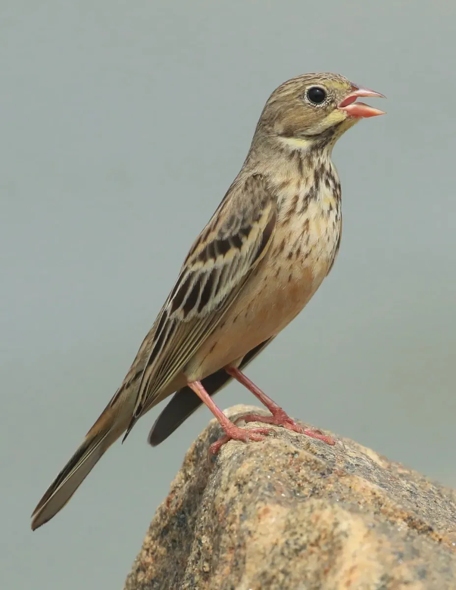 File:Grey-necked Bunting (Emberiza buchanani), Ponnani, Malappuram, Kerala.jpg