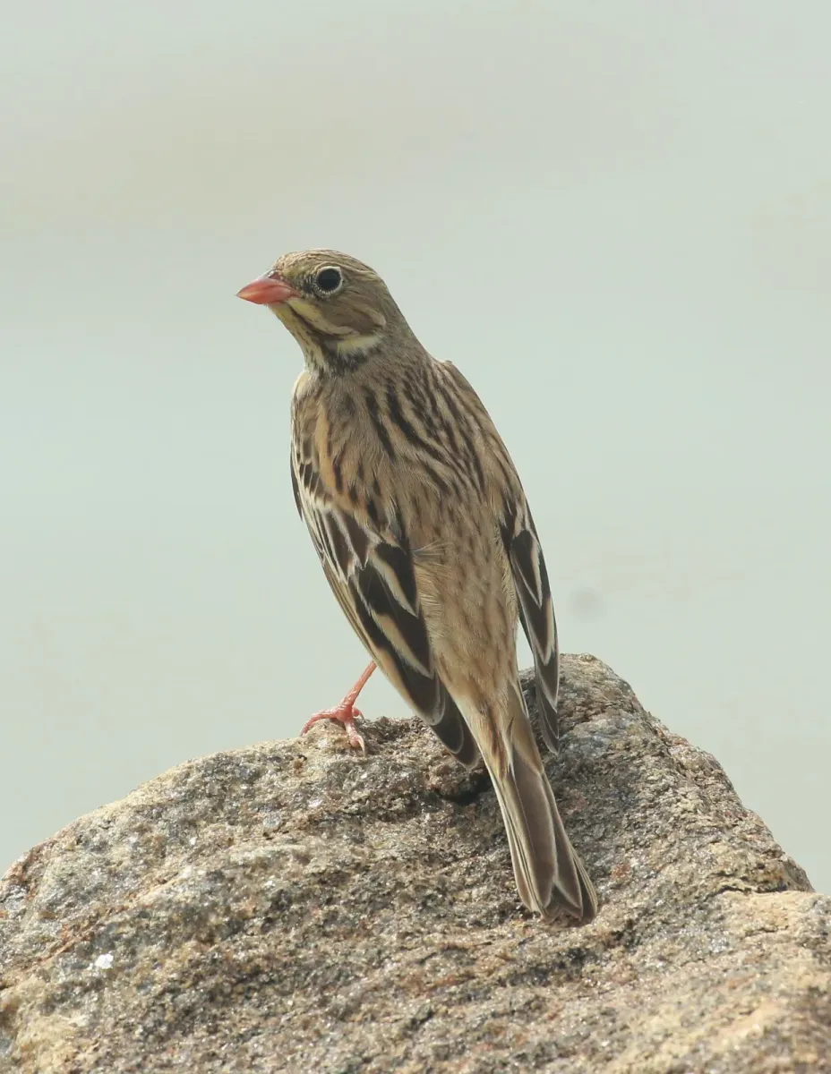 File:Ortolan bunting(Emberiza hortulana).jpg