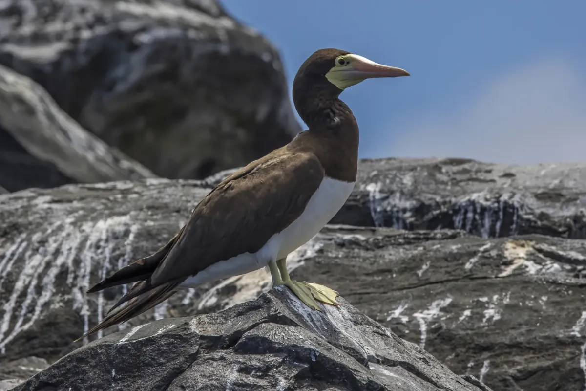 File:Brown booby (Sula leucogaster leucogaster) Principe 2.jpg