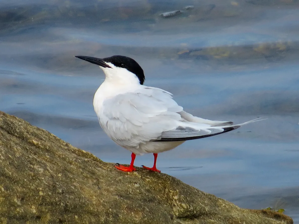 File:2021-07-10 Sterna dougallii, St Marys Island, Northumberland 02.jpg