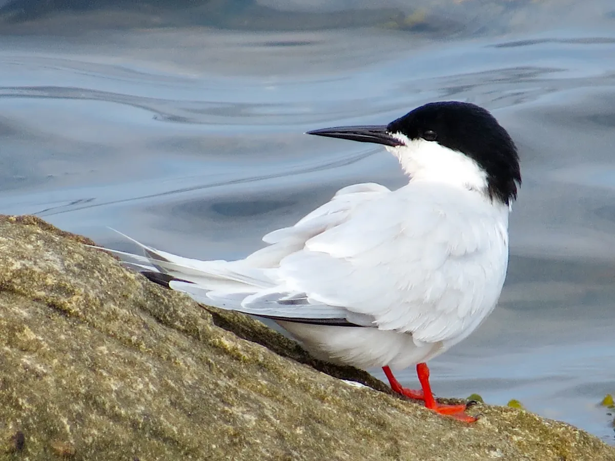 File:2021-07-10 Sterna dougallii, St Marys Island, Northumberland 07.jpg