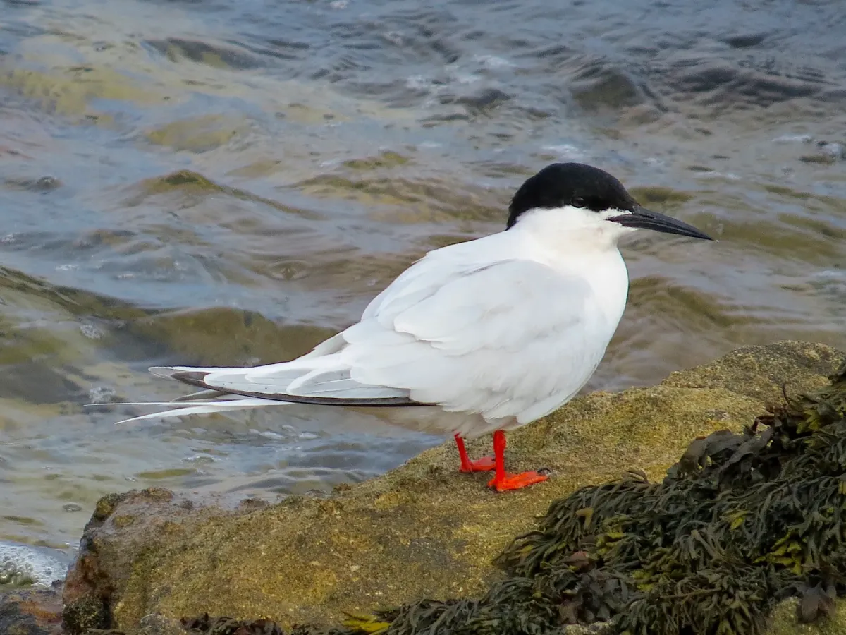 File:2021-07-10 Sterna dougallii, St Marys Island, Northumberland 15.jpg