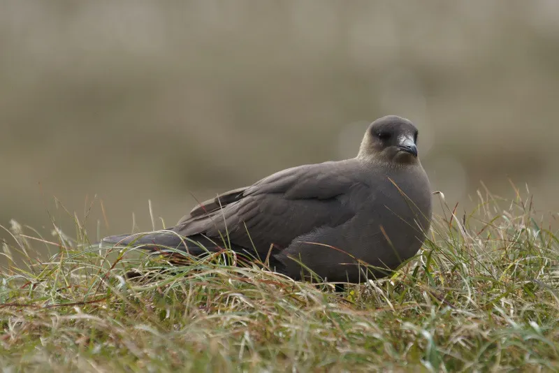 File:Arctic Skua (Stercorarius parasiticus), Hermaness - geograph.org.uk - 3010642.jpg