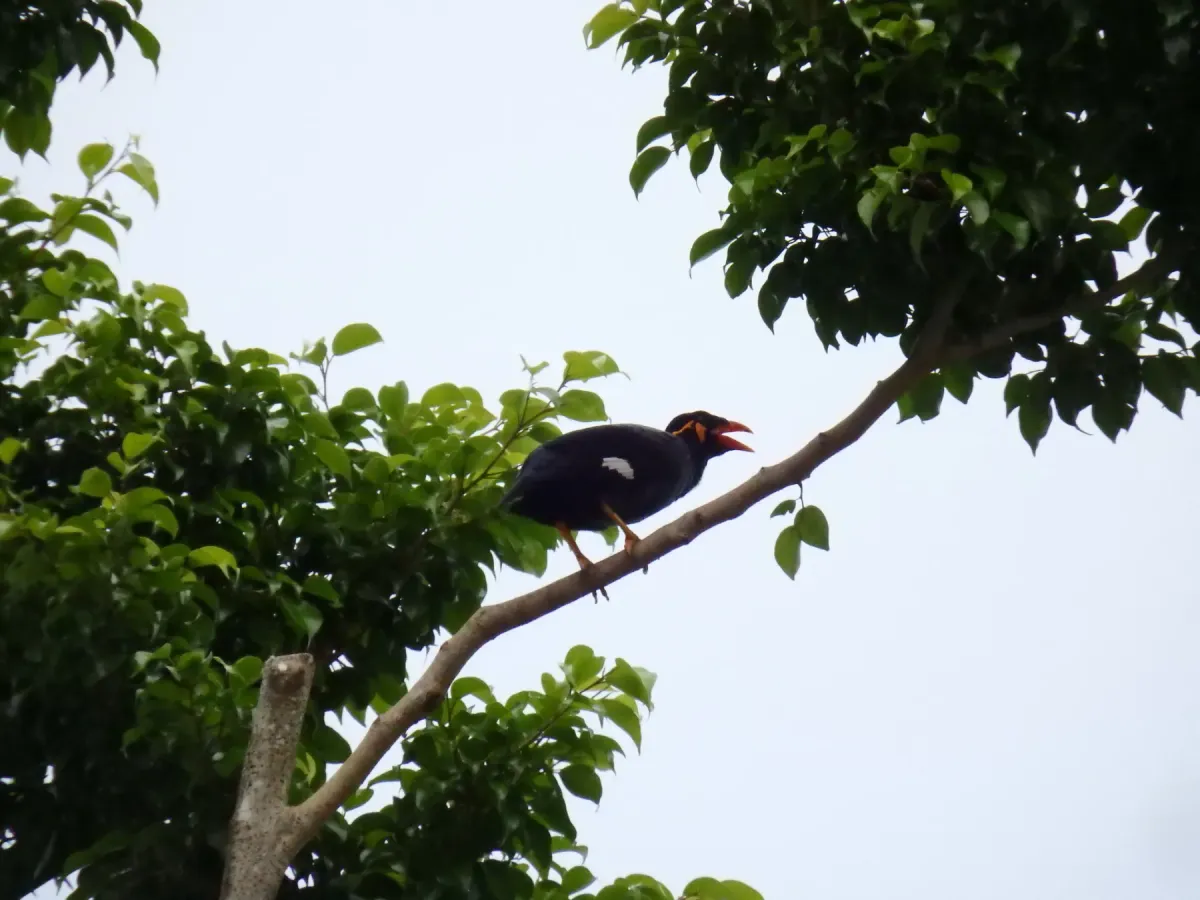 File:Gracula religiosa religiosa, Queenstown, Singapore 2.jpg