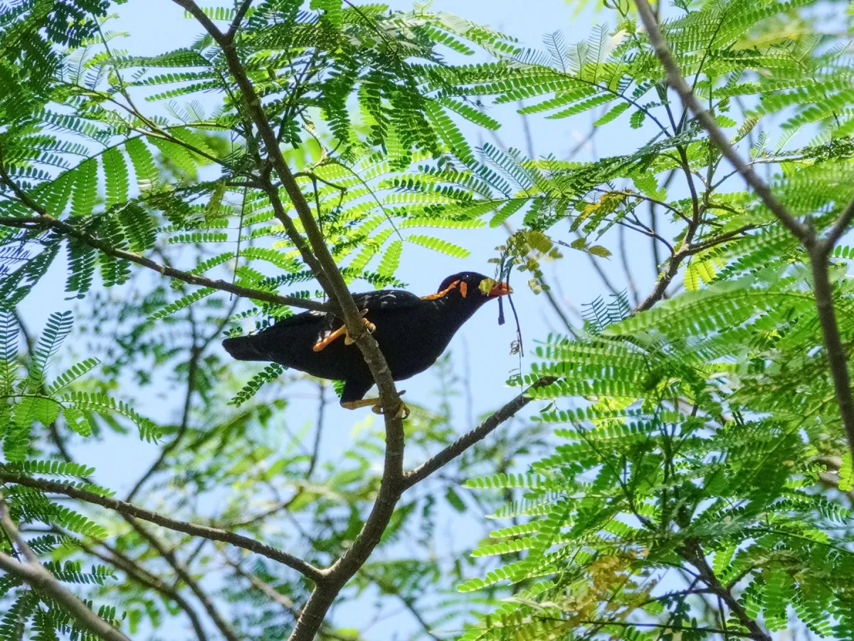 File:Gracula religiosa religiosa, Kent Ridge Park, Singapore 1.jpg