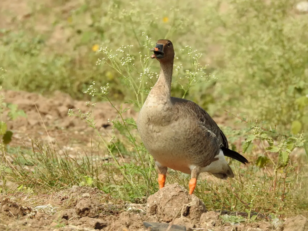 File:Bean Goose Anser fabalis by Dr Raju Kasambe 01.jpg