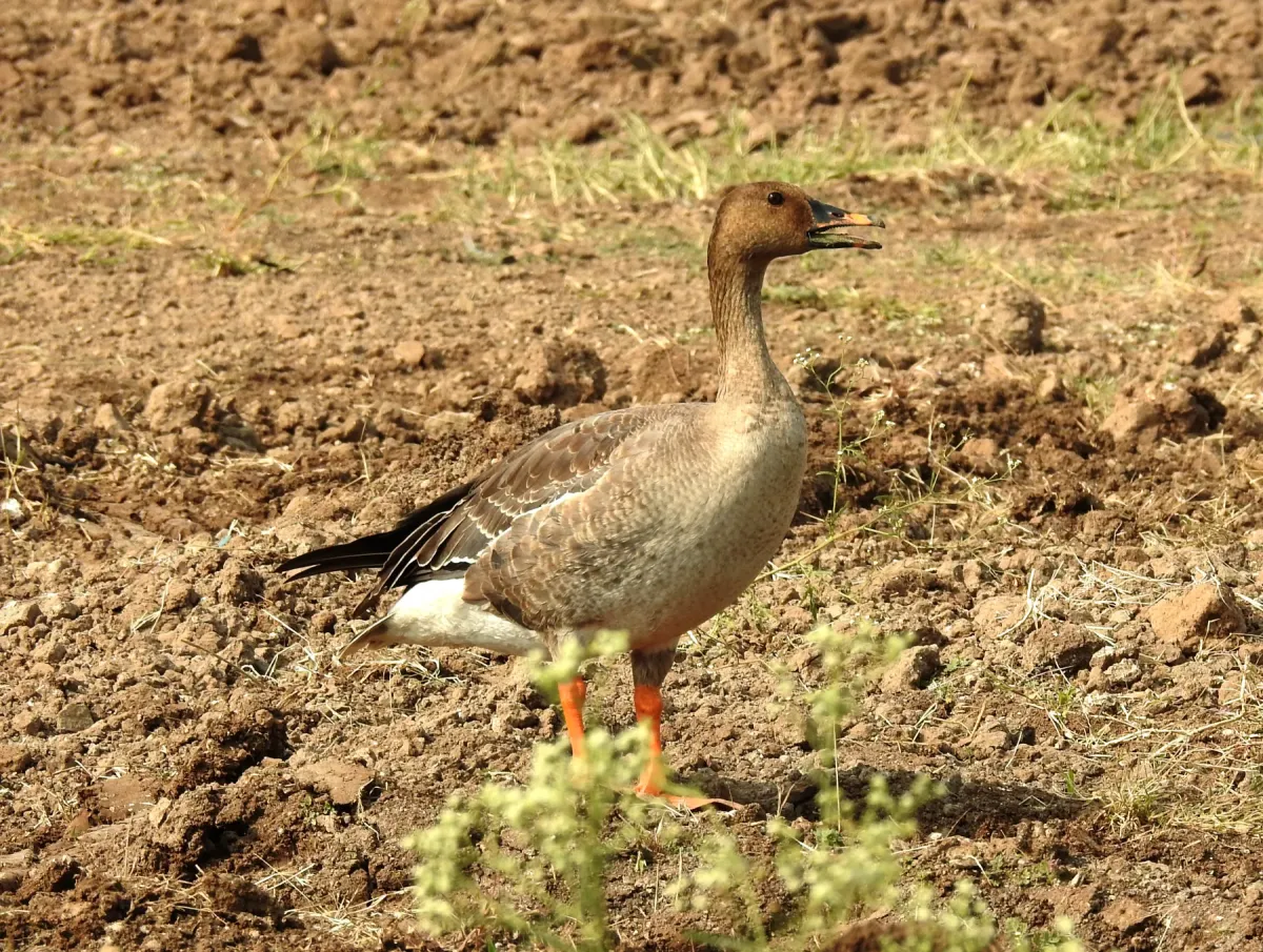 File:Bean Goose Anser fabalis by Dr Raju Kasambe 08.jpg